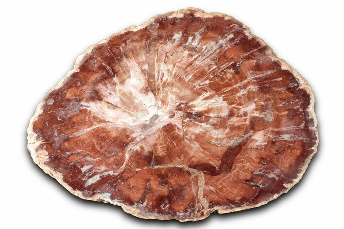 Polished Petrified Wood (Araucaria) Round - Madagascar #344699